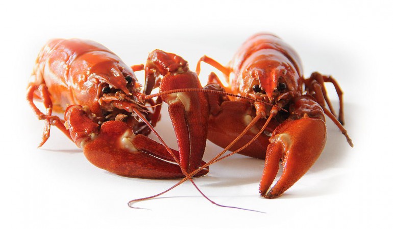 crayfish-sweden-crayfish-party-red-52959