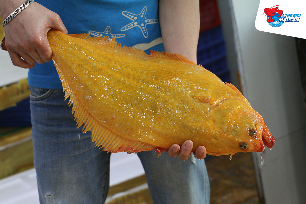 Cá bơn vàng Hàn Quốc ngon và quý hiếm