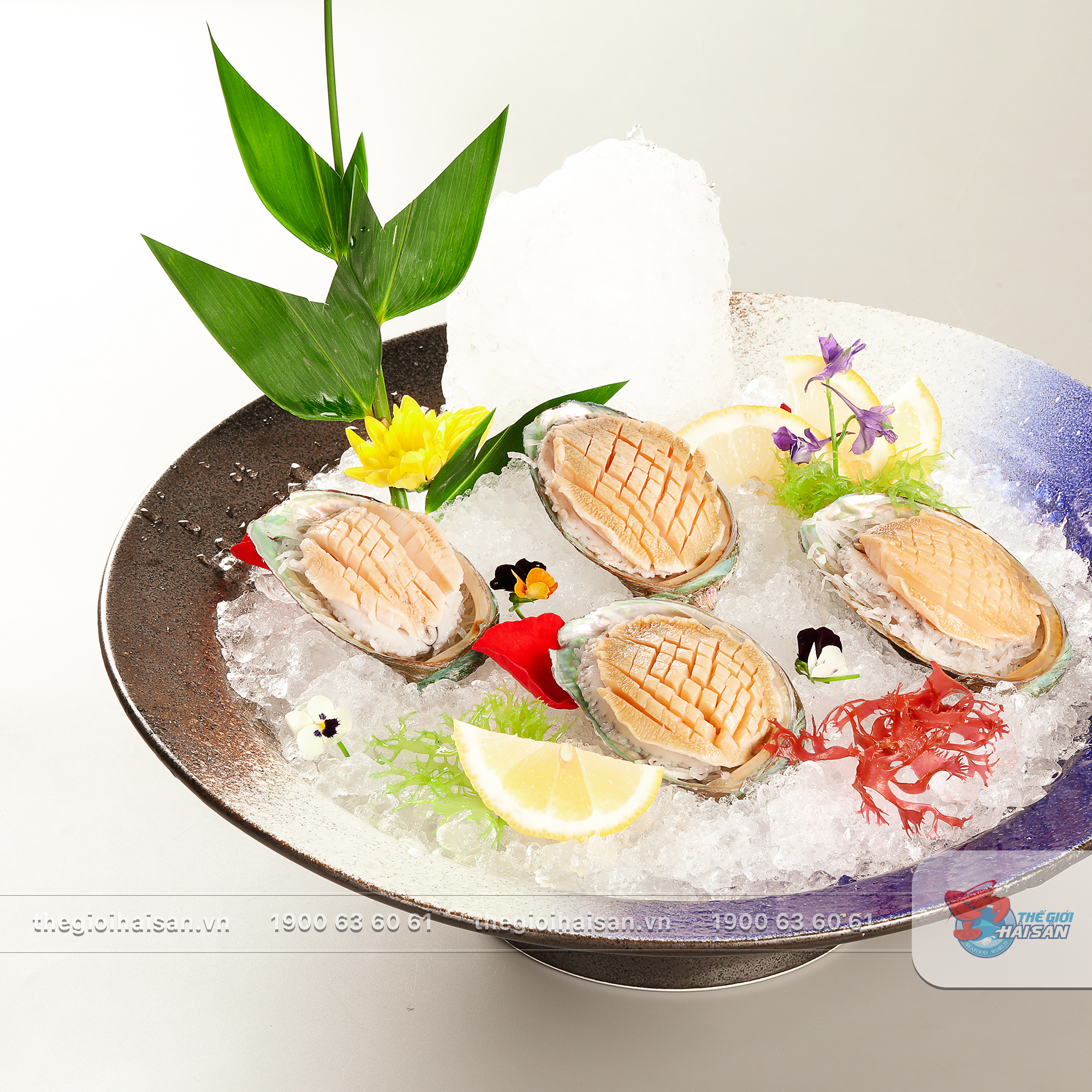 Sashimi bào ngư giòn ngọt