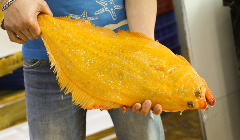 Golden flounder  at Seafood World