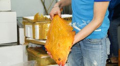 Thế Giới Hải Sản là nhà phân phối cá bơn vàng Hàn Quốc độc quyền tại Việt Nam