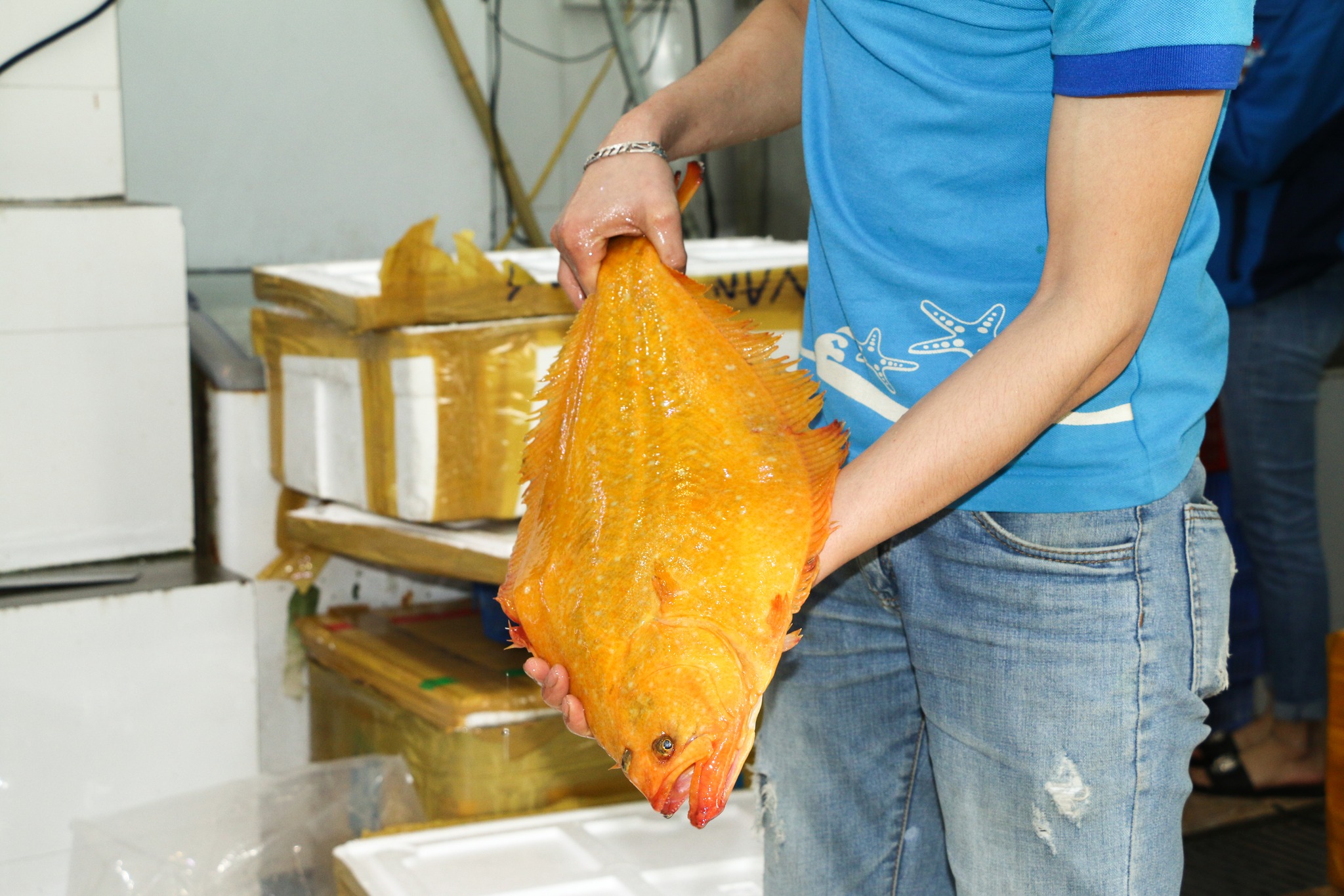 Thế Giới Hải Sản là nhà phân phối cá bơn vàng Hàn Quốc độc quyền tại Việt Nam