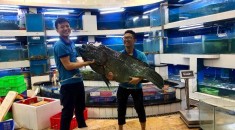 Cá sú mì 20kg, xếp hàng cá khủng tại Thế Giới Hải Sản