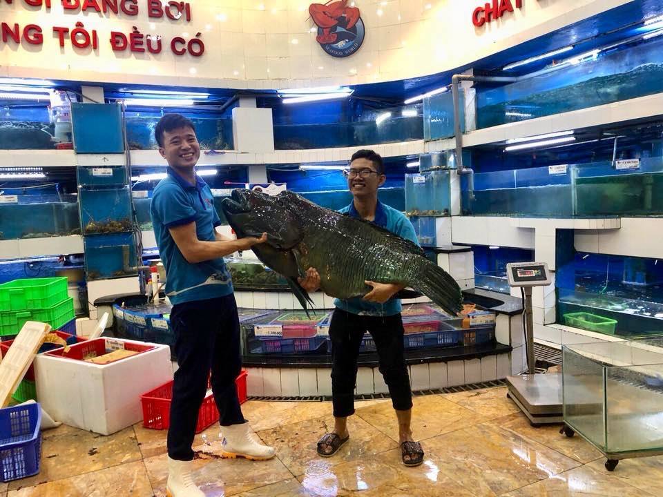 Cá sú mì 20kg, xếp hàng cá khủng tại Thế Giới Hải Sản