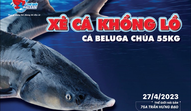 sự kiện xẻ cá tầm Beluga khổng lồ