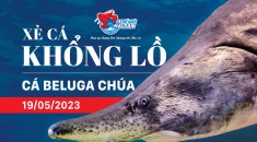 Sự kiện xẻ cá Beluga chúa khổng lồ