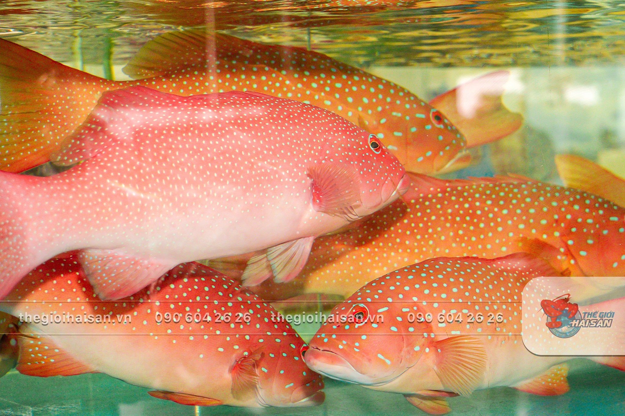 Red grouper at Seafood World restaurant