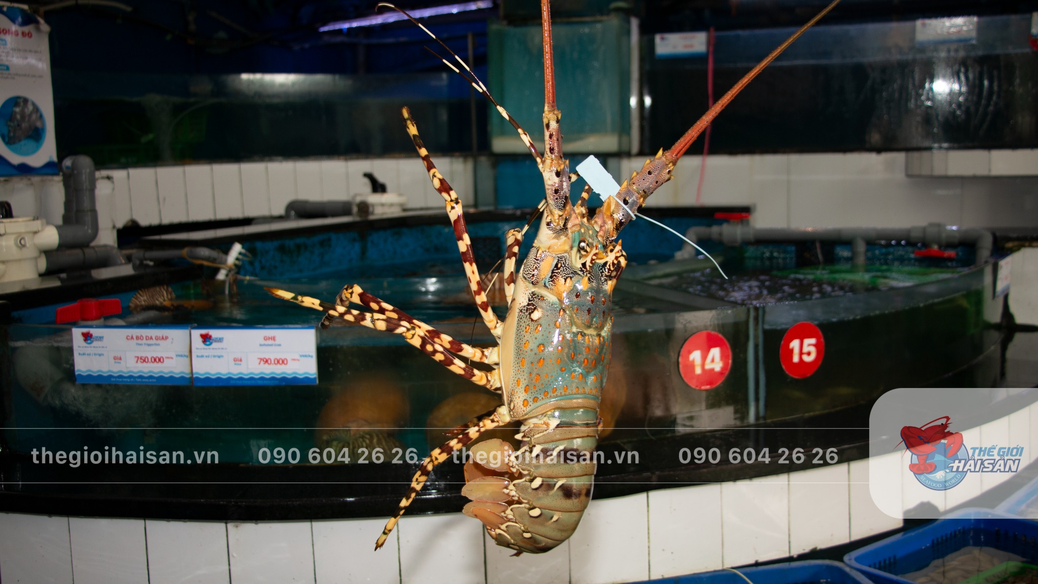 Green Lobster at Seafood World