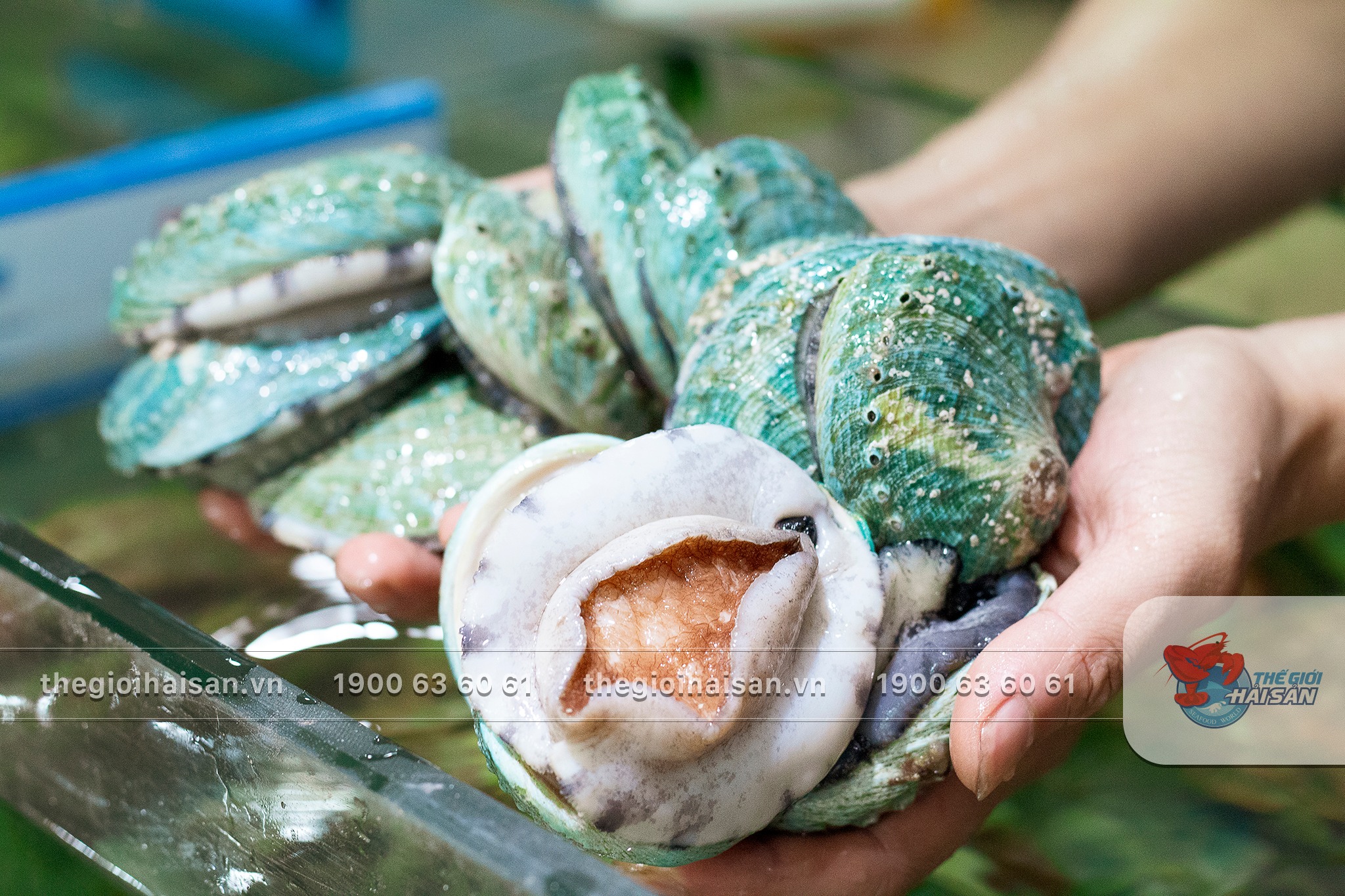 Korean blue abalone at Seafood World