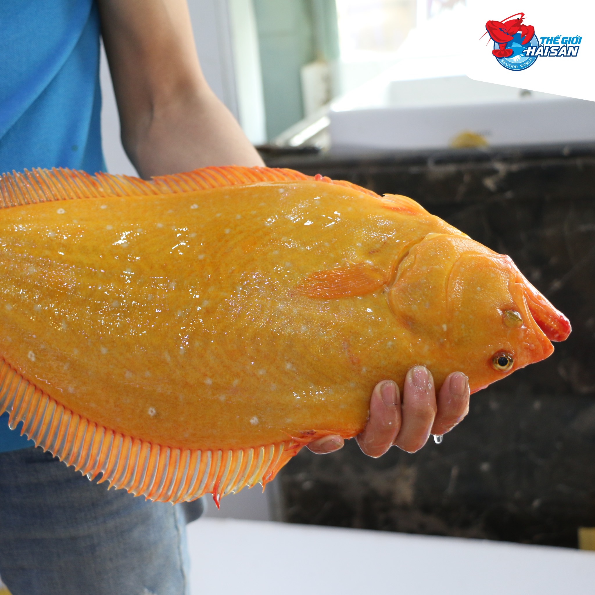 The golden flounder is like a sparkling gold bar of the sea