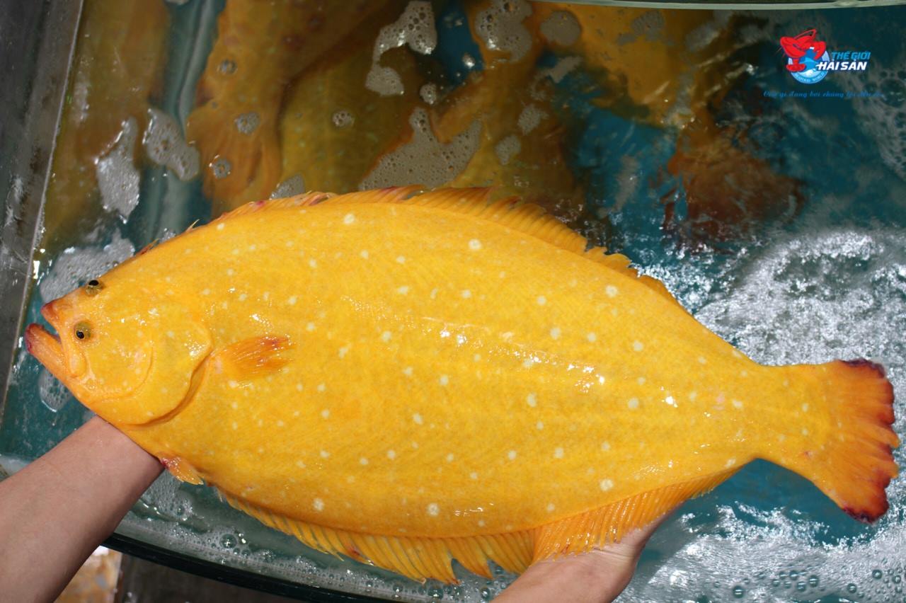Golden flounders at Seafood World
