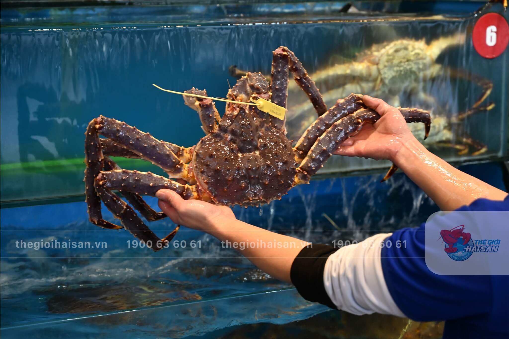 Hải sản đang bơi tươi ngon